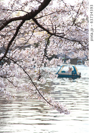 桜 井の頭公園 桜 井の頭公園 63734393