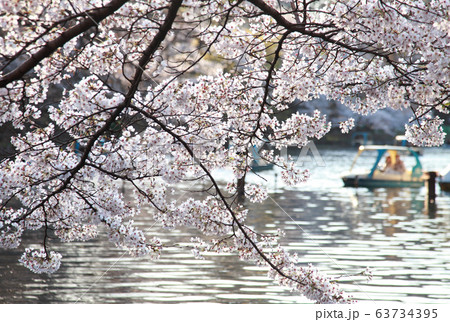 桜 井の頭公園 63734395