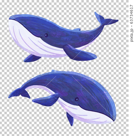 クジラ05 テクスチャ のイラスト素材