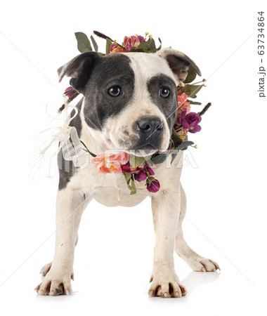 staffordshire bull terrier 63734864