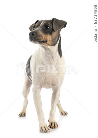 brazilian terrier in studio 63734868