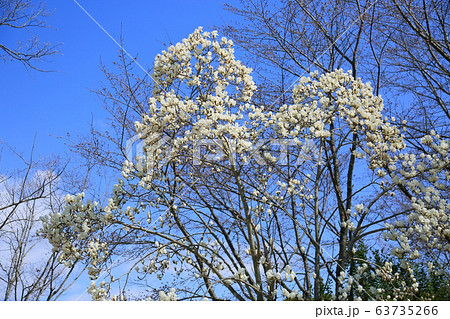 ハクモクレンの花 ハクモクレンの花 63735266