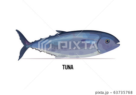 Fresh Tuna Fish Isolated On White Background のイラスト素材