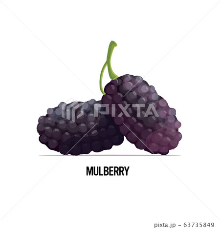 fresh mulberry icon tasty ripe fruit berry isolated on white background healthy food concept fresh mulberry icon tasty ripe fruit berry isolated on white background healthy food concept 63735849
