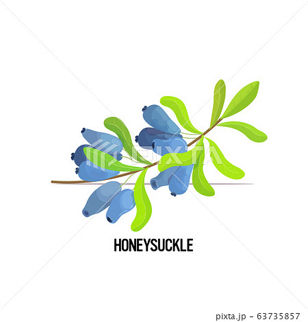 fresh juicy blue honeysuckle brunch with leaves tasty ripe fruit berry isolated on white background healthy food concept 63735857