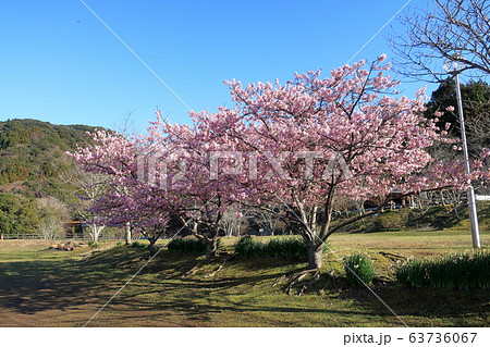 君津市にある亀山湖の水天宮公園の河津桜 63736067