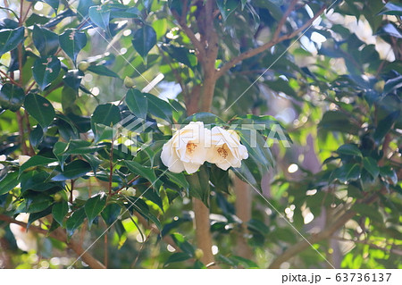 椿の花　白羽衣 63736137