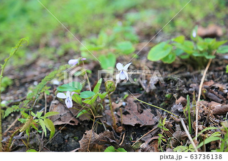 コスミレの花 63736138
