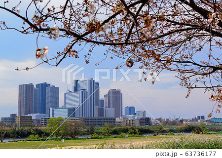 川崎市武蔵小杉のタワーマンション群と桜並木の風景 川崎市武蔵小杉のタワーマンション群と桜並木の風景 63736177