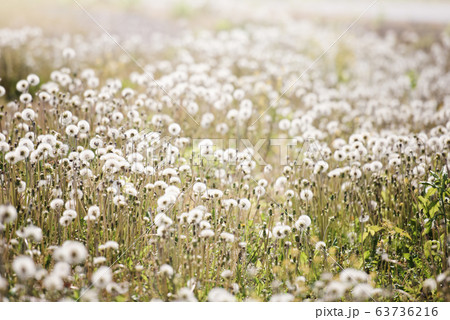 一面に広がるたんぽぽ（綿毛）の写真素材 [63736216] - PIXTA