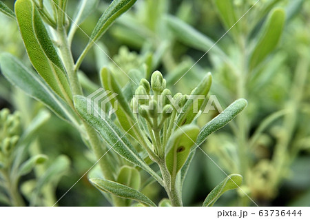 トベラのつぼみ 63736444