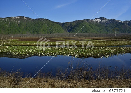 ミズバショウ咲く尾瀬ヶ原下ノ大堀に景鶴山 63737214