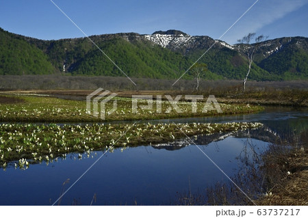 ミズバショウ咲く尾瀬ヶ原下ノ大堀に景鶴山 63737217