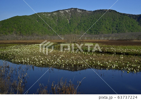 ミズバショウ咲く尾瀬ヶ原下ノ大堀 ミズバショウ咲く尾瀬ヶ原下ノ大堀 63737224