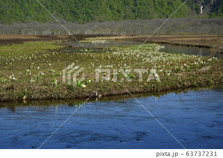 ミズバショウ咲く尾瀬ヶ原下ノ大堀 63737231