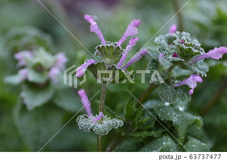 霜の降りたホトケノザ 63737477