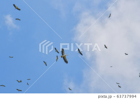 Asian Openbill (Anastomus oscitans) flying on blue sky. 63737994