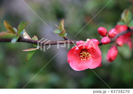 ボケの花 63738270