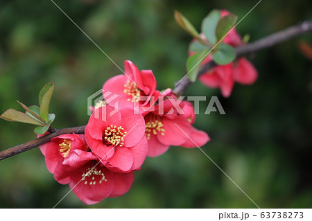 ボケの花 63738273