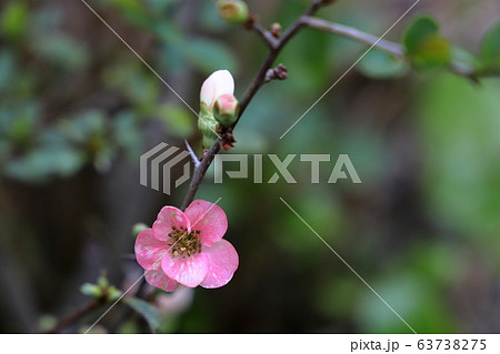 ボケの花 ボケの花 63738275