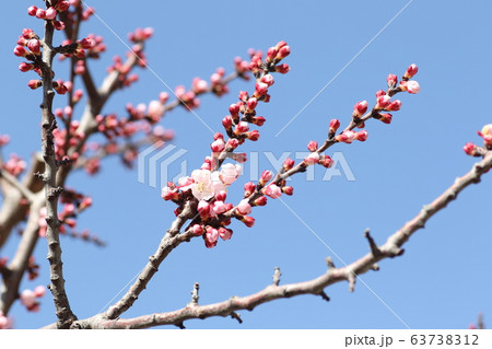 アンズの花 63738312