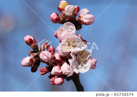 アンズの花 アンズの花 63738374