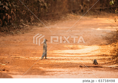 Goa, India. Indian Grey Mongoose Walking On Its Hind Legs 63738498