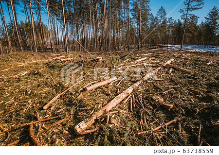 Fallen Tree Trunks In Deforestation Area. Pine Forest Landscape In Sunny Spring Day. Green Forest Deforestation Area Landscape 63738559