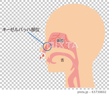 凱塞爾巴赫遺址的鼻子結構 63738602