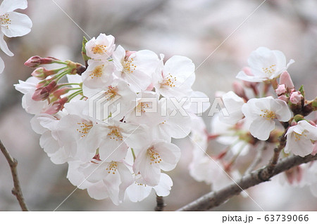 満開の桜 63739066