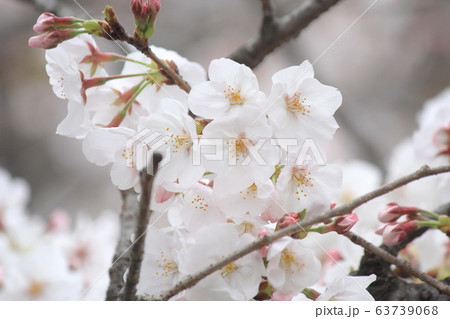 満開の桜 満開の桜 63739068