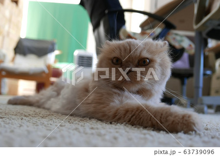 Motion of persian cat lie down on the floor 63739096