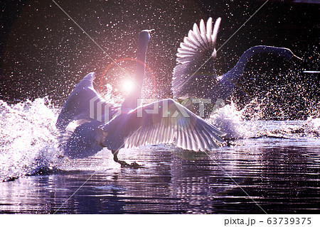 白鳥 逆光浴びてのイラスト素材