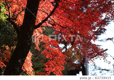 紅葉 紅葉 63739415