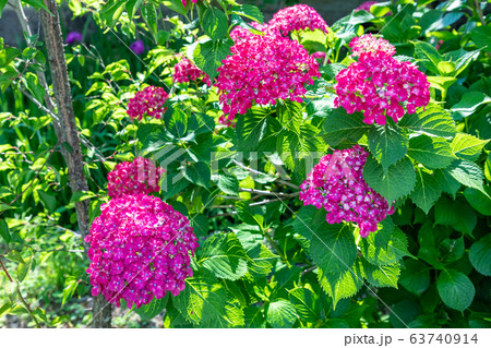 満開の紫陽花 63740914