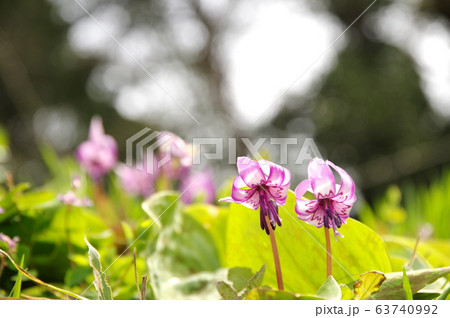 カタクリの花 カタクリの花 63740992