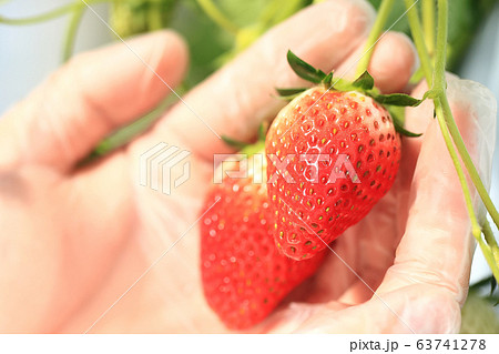 いちご いちご狩り イメージ いちご いちご狩り イメージ 63741278