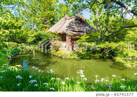 庭園に咲くハナショウブ 庭園に咲くハナショウブ 63741377