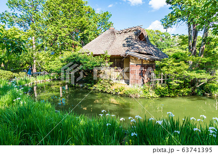 庭園に咲くハナショウブ 63741395