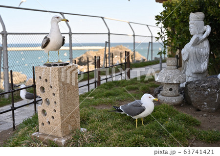 蕪島神社のウミネコ 63741421