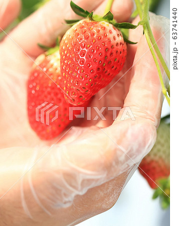 いちご いちご狩り イメージ 63741440