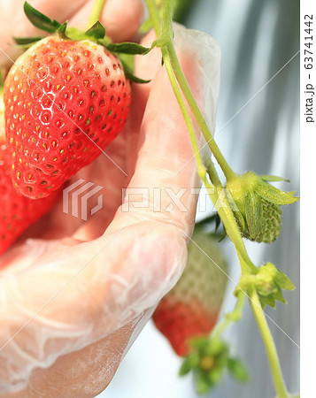 いちご いちご狩り イメージ 63741442