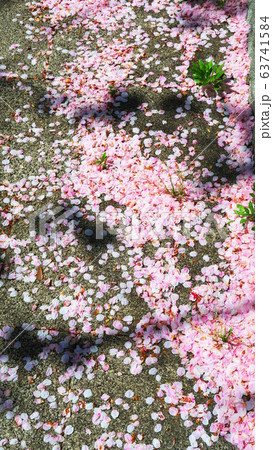 戸田市笹目付近の桜の花のある風景 戸田市笹目付近の桜の花のある風景 63741584