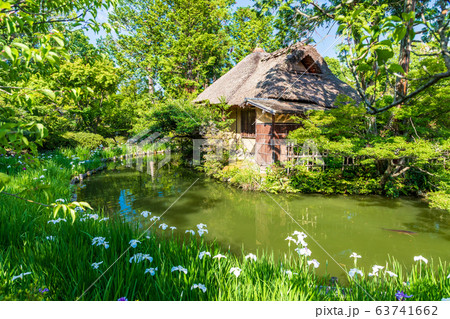 庭園に咲くハナショウブ 庭園に咲くハナショウブ 63741662