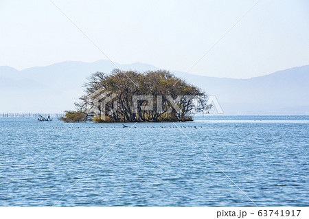 水中木/湖北水鳥公園/滋賀県 水中木/湖北水鳥公園/滋賀県 63741917