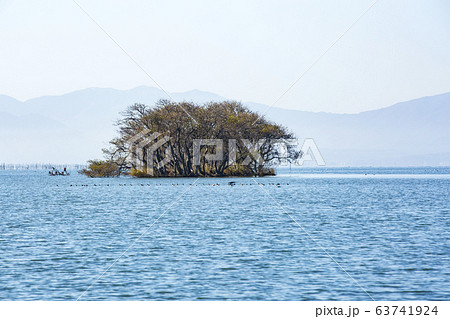 水中木/湖北水鳥公園/滋賀県 水中木/湖北水鳥公園/滋賀県 63741924