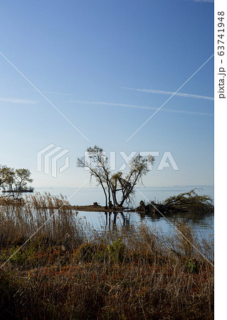 水中木/湖北水鳥公園/滋賀県 63741948