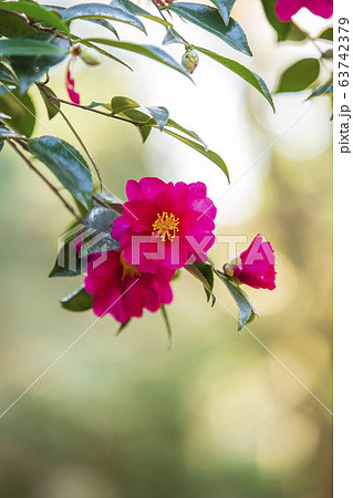 寒椿/百済寺/滋賀県 63742379