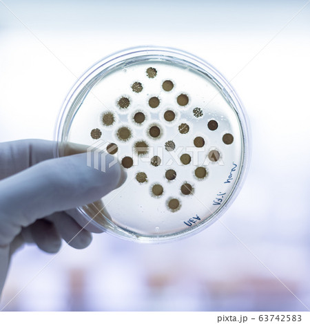 Scientist growing bacteria in petri dishes on agar gel as a part of scientific experiment. 63742583