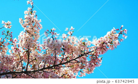 赤羽桜堤緑地の桜のある風景 赤羽桜堤緑地の桜のある風景 63742945
